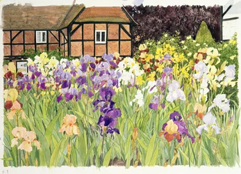 Irises